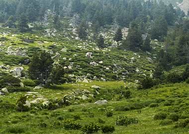 Trees on the mountain