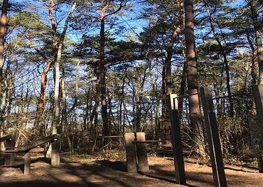 Outdoor Gym In Forest