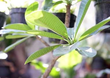 Beautiful Fresh Leaves
