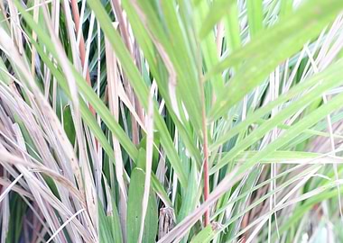 Beautiful Fresh Leaves