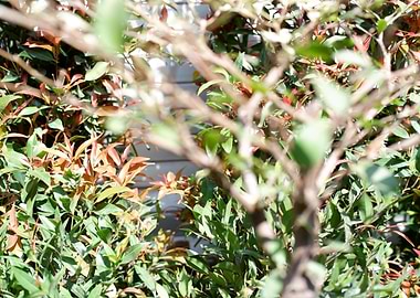 Beautiful Fresh Leaves