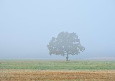 Beautiful Nature Landscape