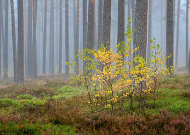 Beautiful Nature Landscape