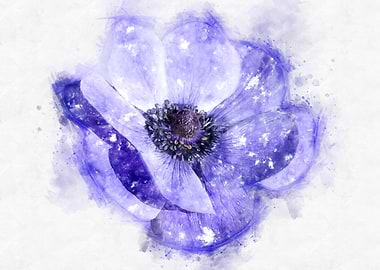 Anemone watercolor