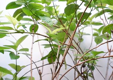 Beautiful Fresh Leaves