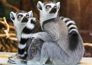 Ring Tailed Lemurs