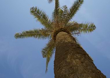 Spanish Palm Parc Guell