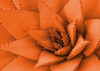 succulent Agave Flower