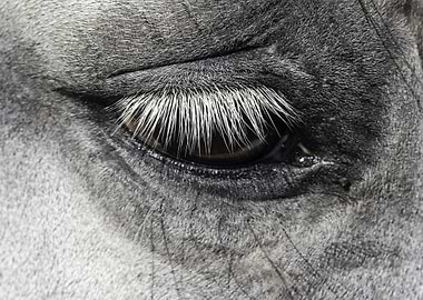 Eye Of The Horse