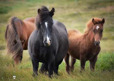 Three Icelandic Horses