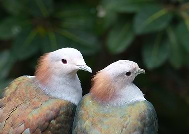 two bird pink