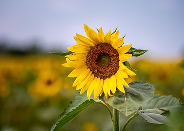 Sunflowers in a Field