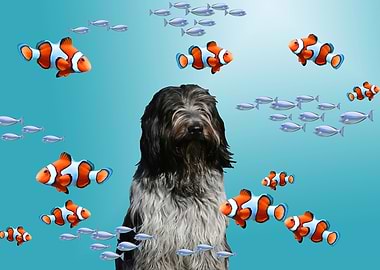 Schapendoes Dog Clownfish