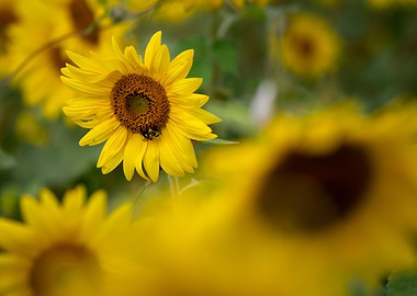 Sunflowers in a Field