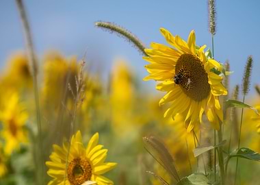 Sunflowers in a Field