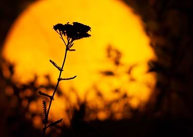 African Safari Background
