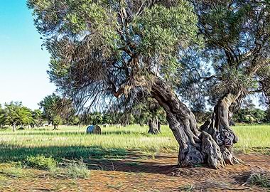 Countryside of Ostuni
