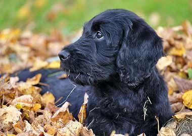 Beautiful Black Dog