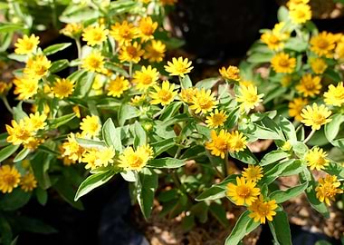Beautiful Yellow Flower