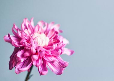 Pink Chrysanthemum flower