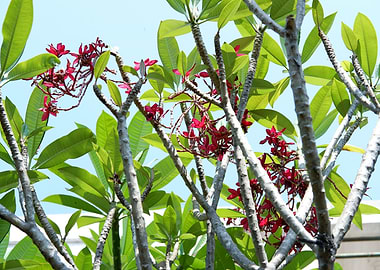 Beautiful Fresh Flower