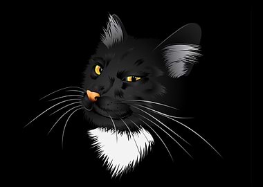 Black cat in the dark