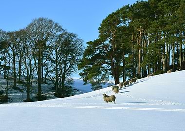 Scottish sheep in the snow