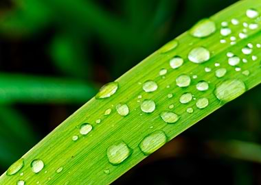 Water drops on grass