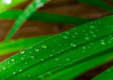 rain drops on grass
