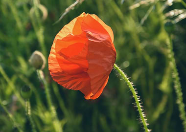 Lonely Poppy