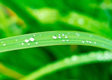 water drops on grass