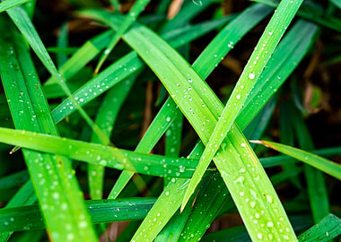 water drops on grass