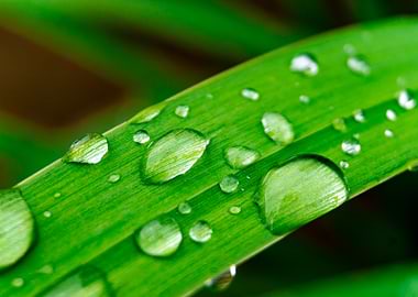 Waterdrops on grass