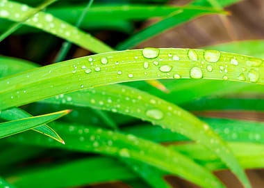 raindrops on grass