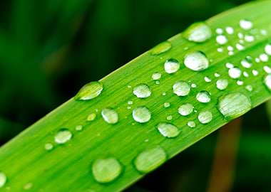 raindrops on grass