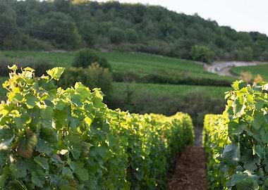 perspective vines raws