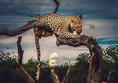 Leopard Licking Paw