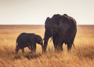 Baby With Mom Elephant