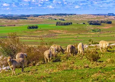 Sheeps at Countryside