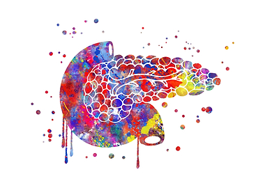 Pancreas
