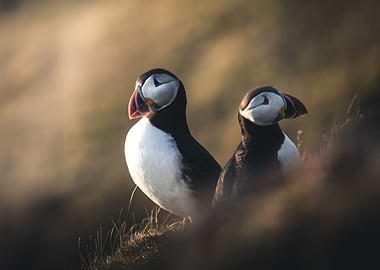 Puffins