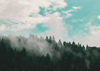 Flying Over A Misty Forest