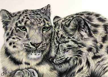 Snow Leopards
