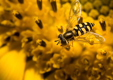 Hoverfly on a sunflower