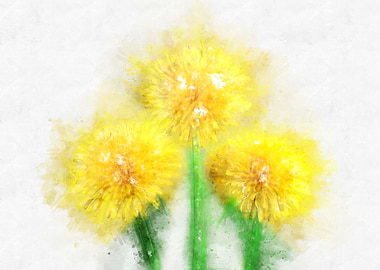 yellow dandelion