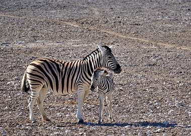 Two Zebras