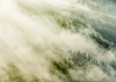 Misty Forest Pines