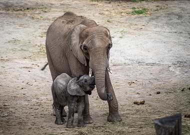 elephant mum and baby