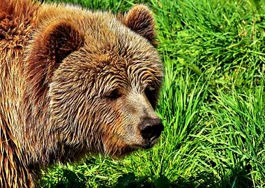 Beautiful Bear