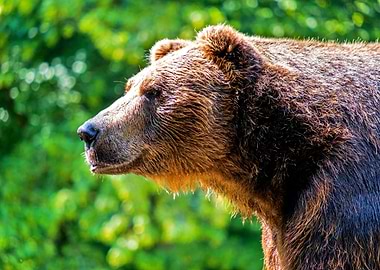 Beautiful bear